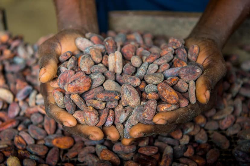 Cocoa Seeds