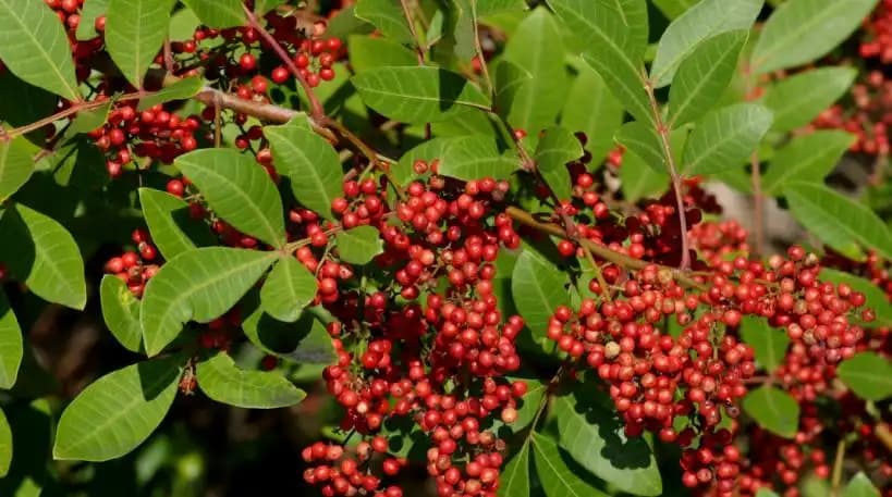 Wild Peppercorn